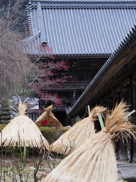 長谷寺の冬牡丹　2019_e0075403_15202909.jpg