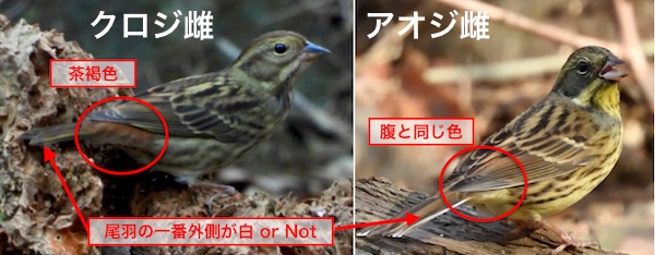 クロジとアオジ 黒鵐と青鵐 世話要らずの庭