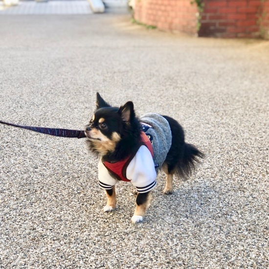 New Year\'s Resolution 2019_f0197215_16100510.jpeg