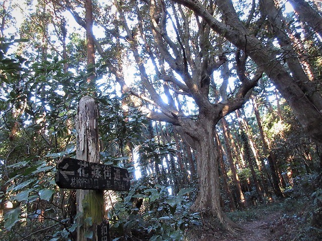 南房総市　花嫁街道をたどって鳥場山　　　　　Mount Karasuba in Minamibōsō, Chiba_f0308721_08565725.jpg