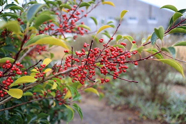 a0242438_16383584.jpg