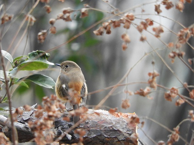 f0378979_15194689.jpg