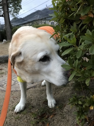 f0315081_21090497.jpeg