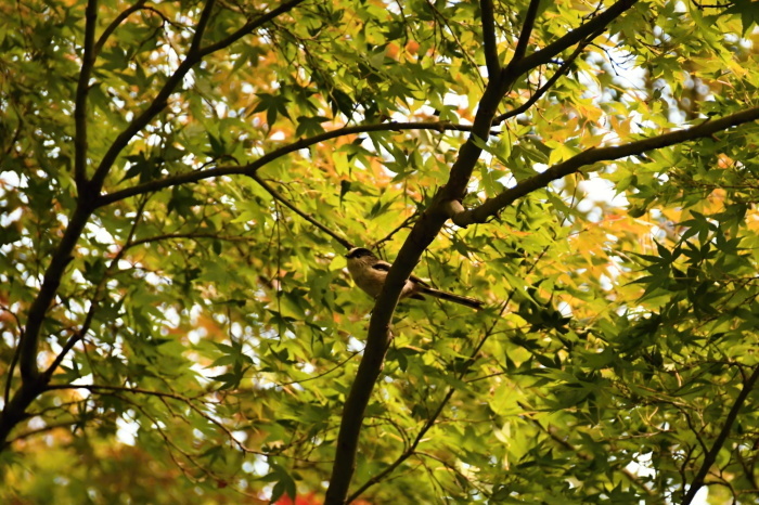 a0127090_10422350.jpg