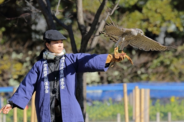 御鷹場の　家康も見た空　　鷹が舞う　（浜離宮庭園）_b0291402_17504254.jpg