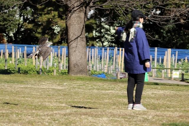 御鷹場の　家康も見た空　　鷹が舞う　（浜離宮庭園）_b0291402_17512666.jpg