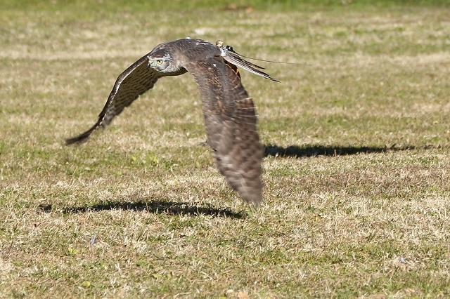 御鷹場の　家康も見た空　　鷹が舞う　（浜離宮庭園）_b0291402_17524837.jpg