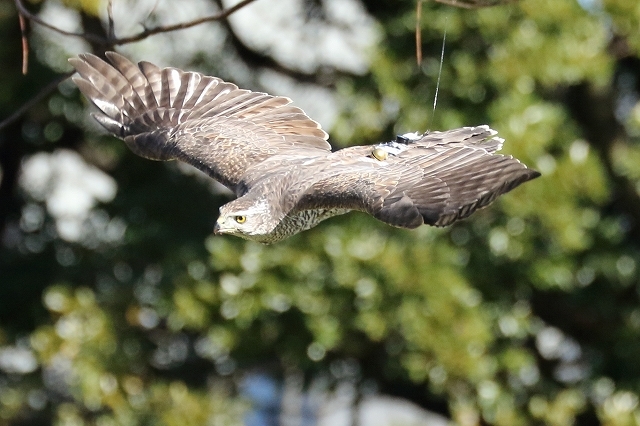 御鷹場の　家康も見た空　　鷹が舞う　（浜離宮庭園）_b0291402_17535024.jpg