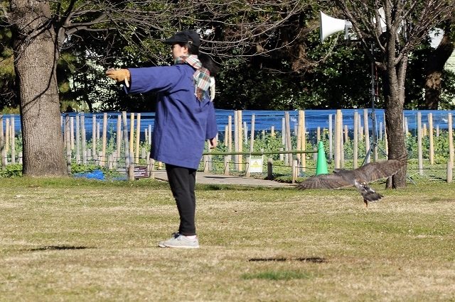 御鷹場の　家康も見た空　　鷹が舞う　（浜離宮庭園）_b0291402_17535943.jpg