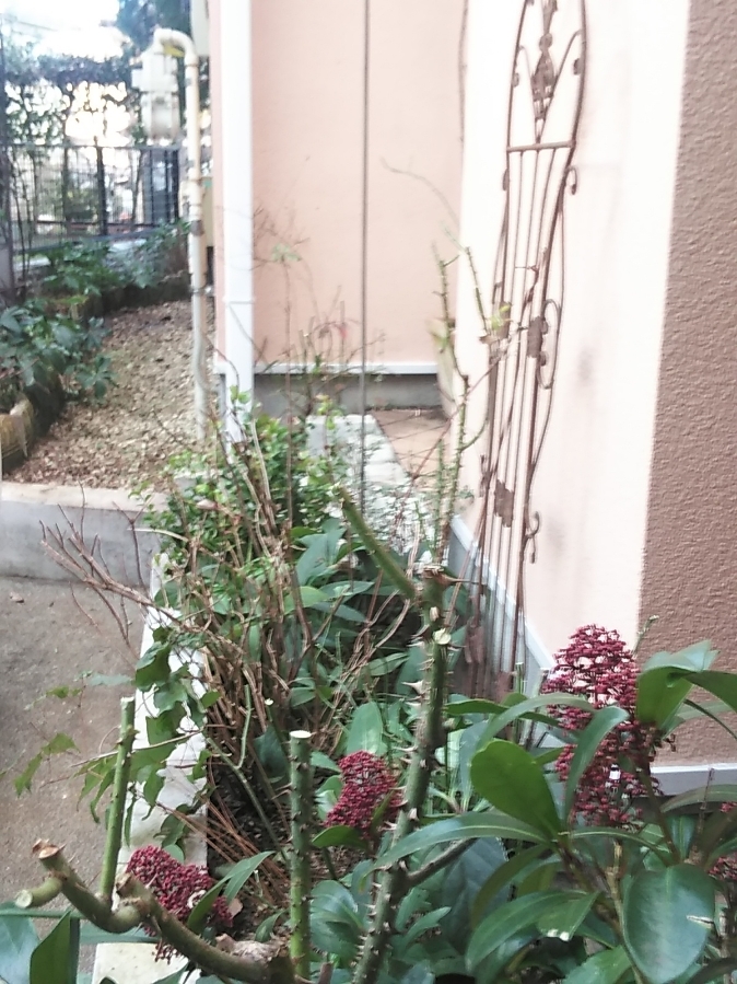 たまには書こう自分の庭･････今日も誘引。_b0331802_15492148.jpg