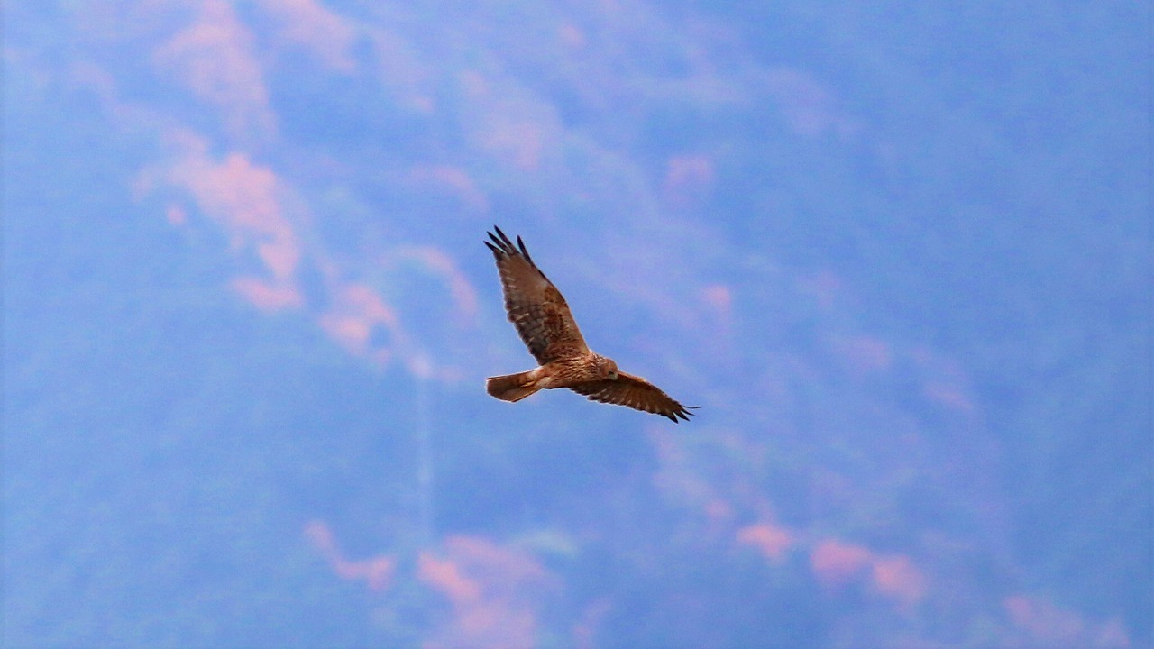 Hen Harrier　めんどりの略奪者_d0360910_01502595.jpg