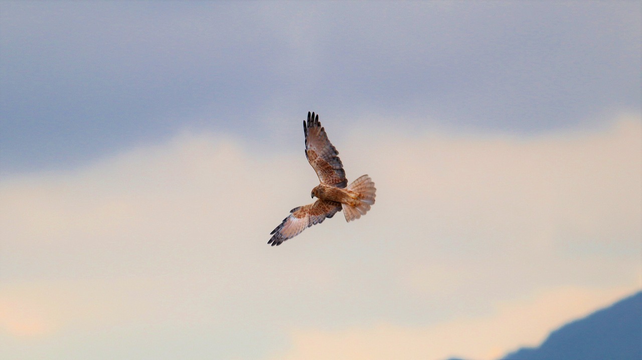 Hen Harrier　めんどりの略奪者_d0360910_01503706.jpg