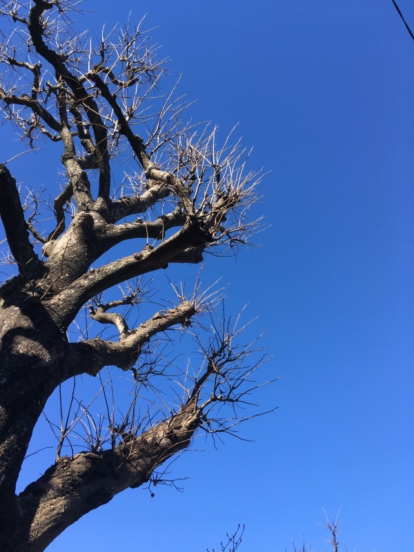 足を踏み鳴らす パモル