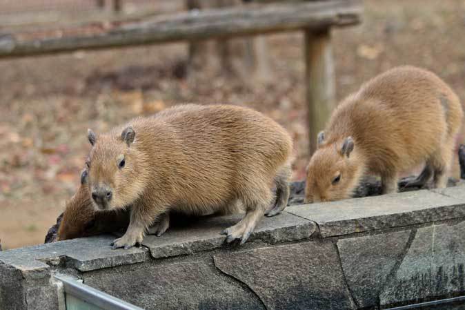 カピバラ五つ子赤ちゃん温泉デビュー！！（埼玉県こども動物自然公園）_b0355317_10313888.jpg