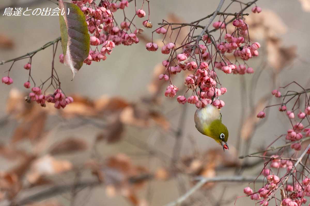 メジロ・・・Japanese White-eye_e0139623_20505593.jpg