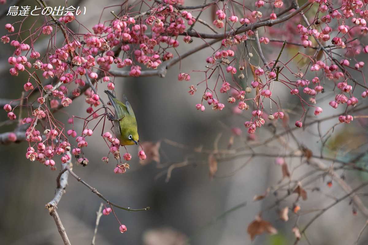 メジロ・・・Japanese White-eye_e0139623_20510211.jpg