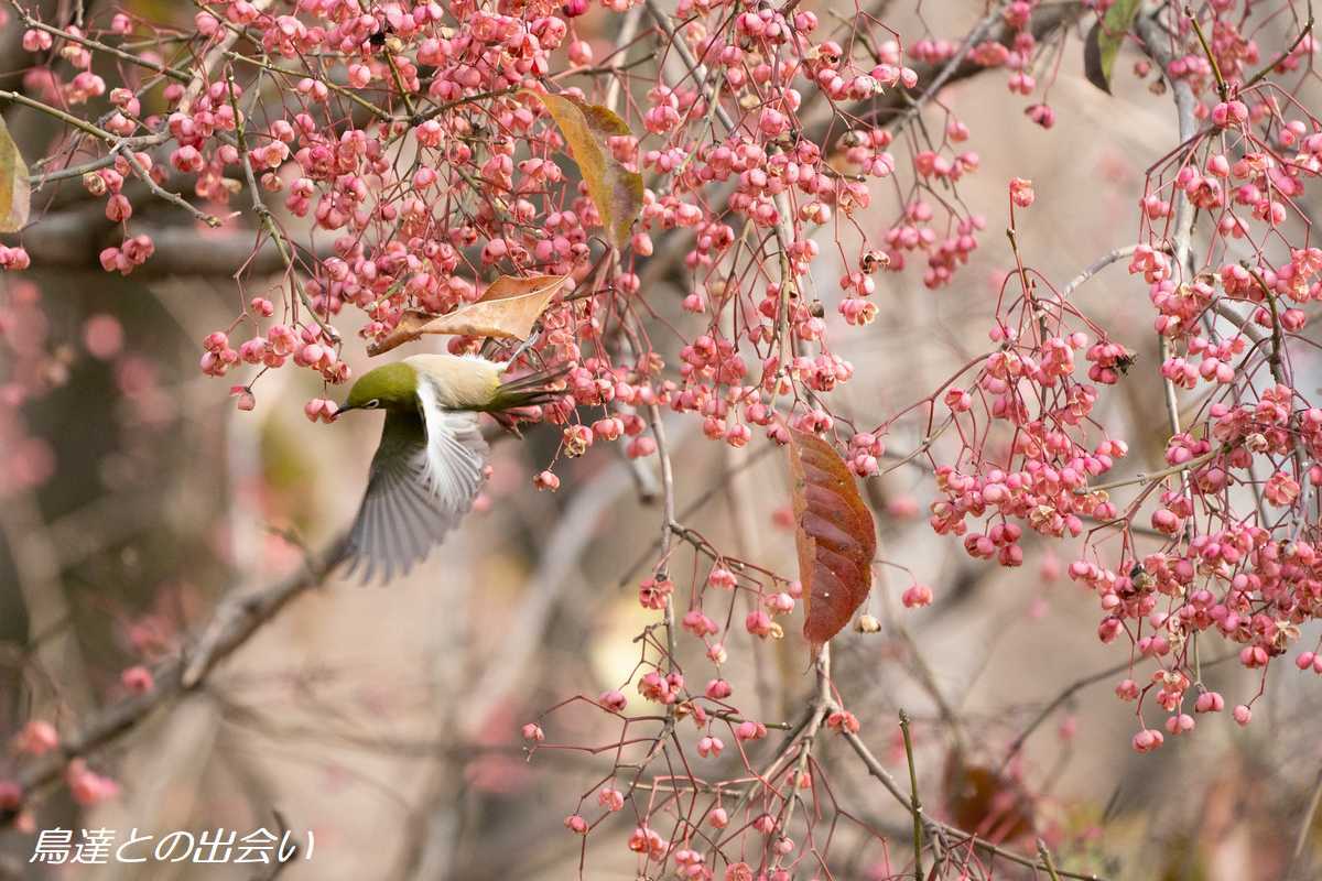 メジロ・・・Japanese White-eye_e0139623_20510912.jpg