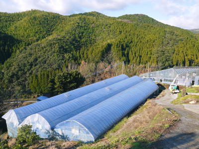 究極の柑橘「せとか」 平成31年の出荷は2月中旬からの予定!順調に色づきこれから美味しく仕上げます!_a0254656_17004853.jpg