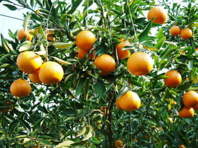 究極の柑橘「せとか」　平成31年の出荷は2月中旬からの予定！順調に色づきこれから美味しく仕上げます！_a0254656_17331054.jpg