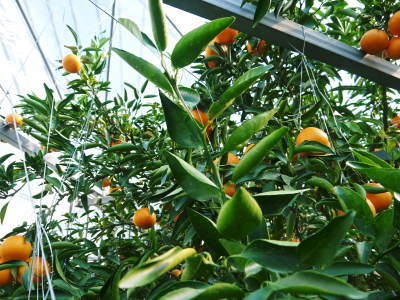 究極の柑橘「せとか」　平成31年の出荷は2月中旬からの予定！順調に色づきこれから美味しく仕上げます！_a0254656_17351126.jpg