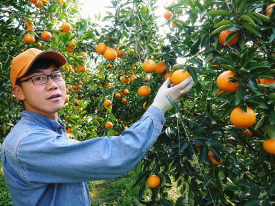 究極の柑橘「せとか」　平成31年の出荷は2月中旬からの予定！順調に色づきこれから美味しく仕上げます！_a0254656_17375858.jpg