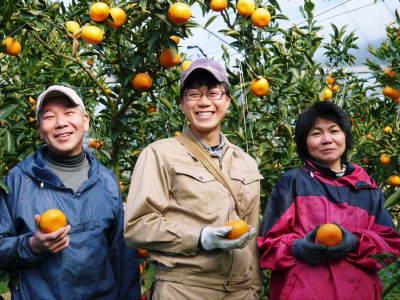 究極の柑橘「せとか」　平成31年の出荷は2月中旬からの予定！順調に色づきこれから美味しく仕上げます！_a0254656_17425319.jpg