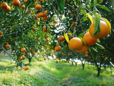 究極の柑橘「せとか」　平成31年の出荷は2月中旬からの予定！順調に色づきこれから美味しく仕上げます！_a0254656_17462482.jpg
