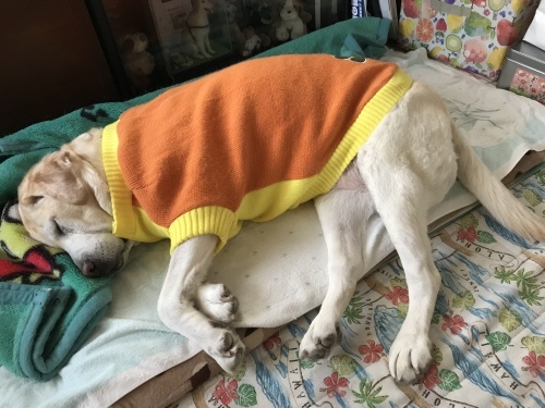 f0315081_20582908.jpeg
