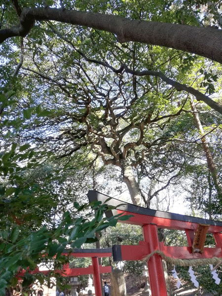 e0246788_16072242.gif