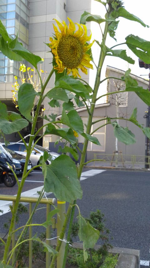 c0177198_16591738.jpg