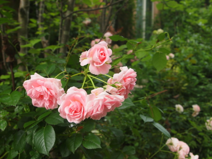 たまには書こう自分の庭･････牛糞をもらいに行きました♪_b0331802_20452256.jpg