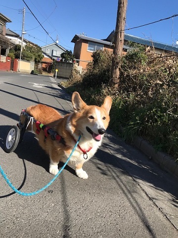 車椅子でのお散歩に♪♪_f0242002_22411910.jpg