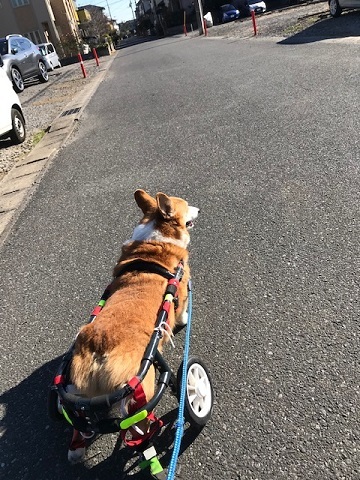 車椅子でのお散歩に♪♪_f0242002_22412557.jpg