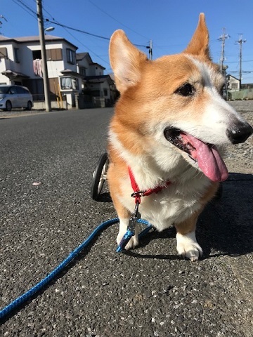 車椅子でのお散歩に♪♪_f0242002_22413057.jpg