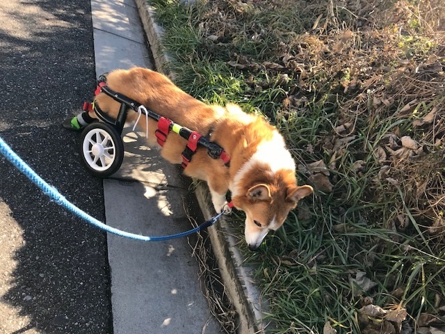車椅子でのお散歩に♪♪_f0242002_22413874.jpg