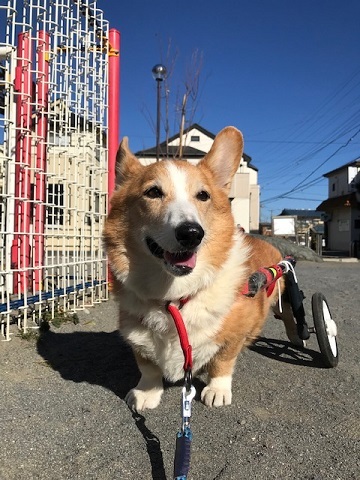 車椅子でのお散歩に♪♪_f0242002_22414749.jpg