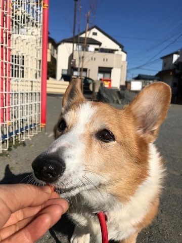 車椅子でのお散歩に♪♪_f0242002_22415419.jpg