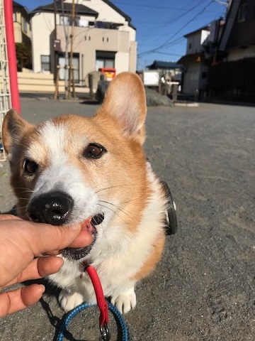 車椅子でのお散歩に♪♪_f0242002_22424416.jpg