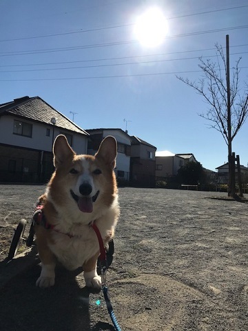 車椅子でのお散歩に♪♪_f0242002_22425142.jpg