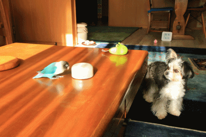 c0145250_08490316.gif