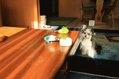 c0145250_08490775.gif