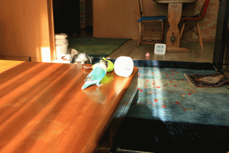 c0145250_08491059.gif