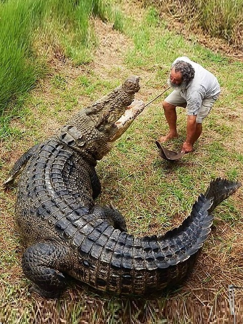 人喰いワニを飼う責務と覚悟 ワニガメ生態研究所