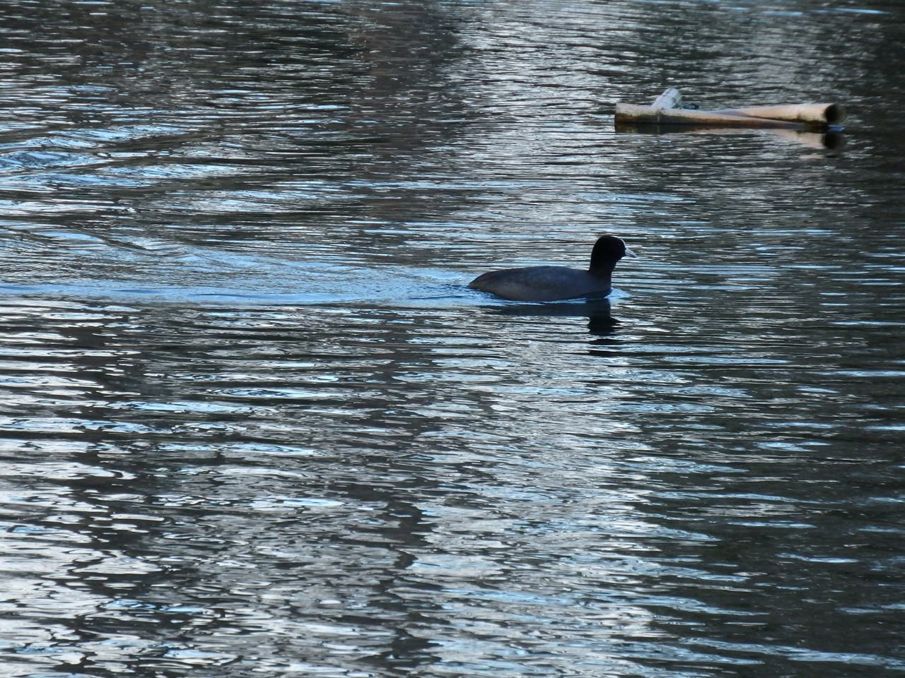 d0054276_2054149.jpg