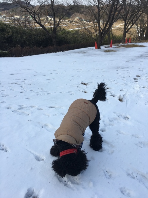 c0283778_16312272.jpeg