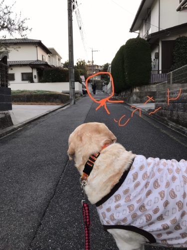 f0315081_22131536.jpeg