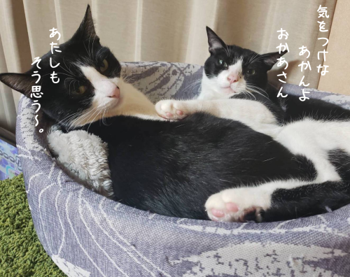 a0216583_11575204.png
