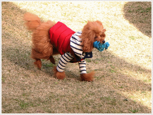 b0175688_22554032.gif