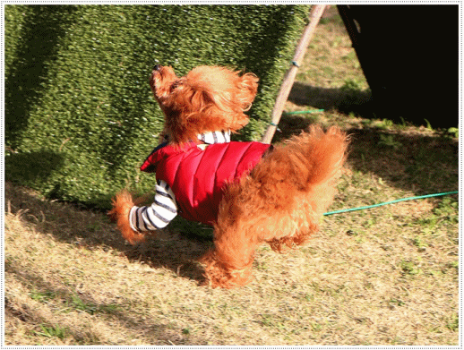 b0175688_22555150.gif