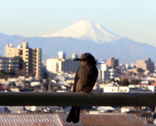 富士山と鳥_b0255303_09120461.jpg